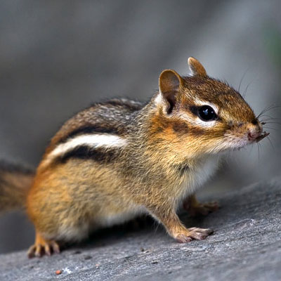 Chipmunk Trapping, Removal and Exclusion