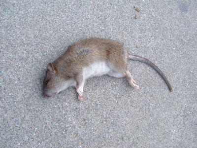 Dead Animal Removal in Baltimore City and Baltimore County