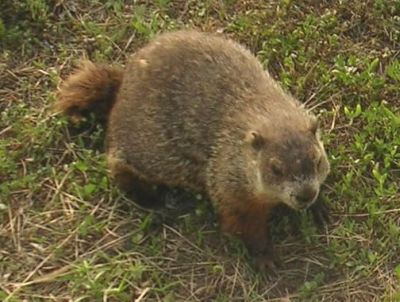 Groundhog or Woodchuck Trapping, Removal and Exclusion