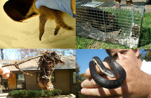 Animal removal in Baltimore County MD