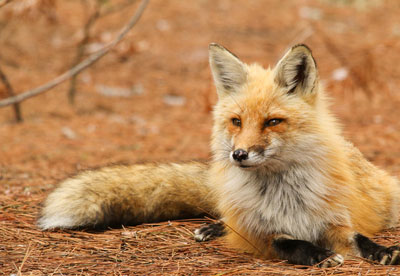 Fox Trapping and Removal